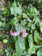 Begonia formosana