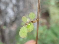 Coprosma rubra