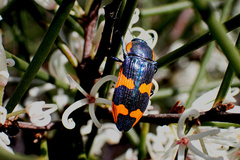 Castiarina grata