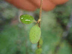 Coprosma rubra