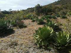 Agave cupreata
