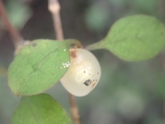Coprosma rubra