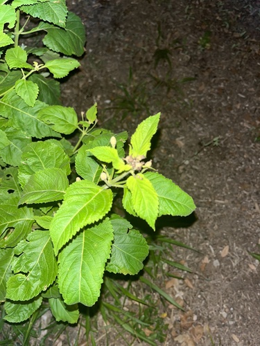 Phyllostegia kaalaensis