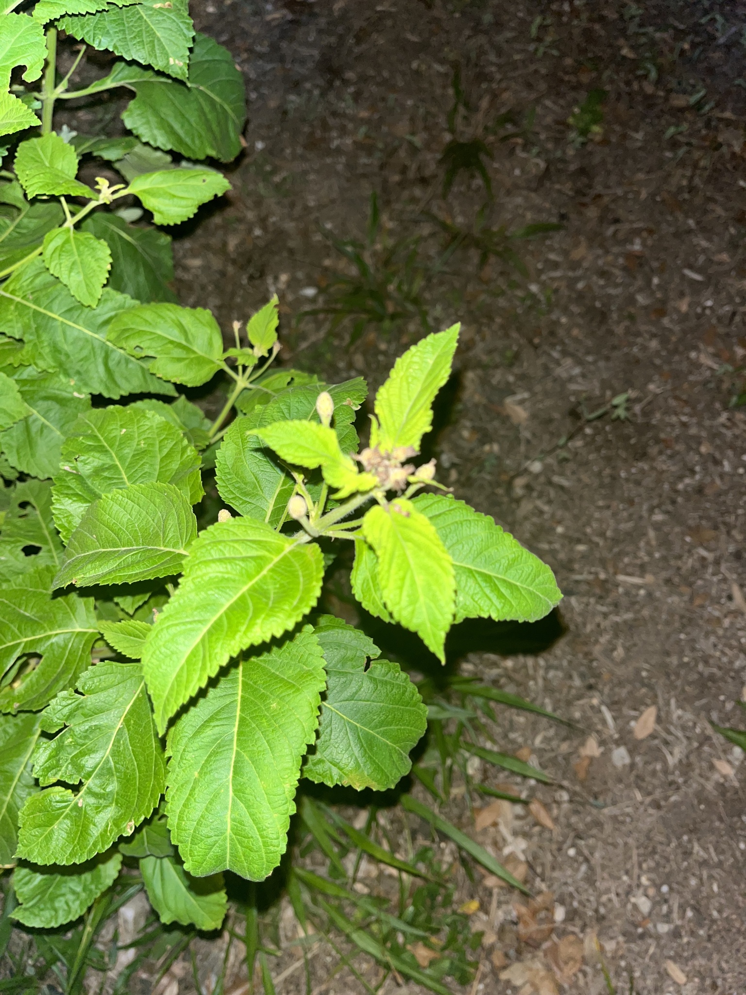 Phyllostegia kaalaensis