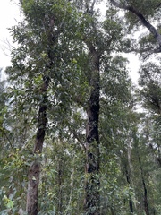 Eucalyptus guilfoylei