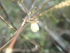 Coprosma rubra
