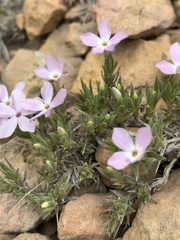 Phlox austromontana