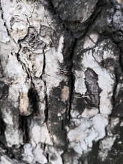 Menemerus bivittatus