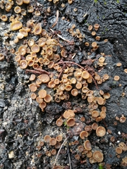Pezizaceae