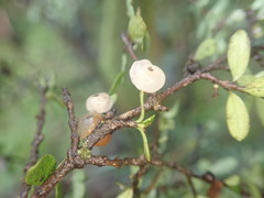 Coprosma pedicellata
