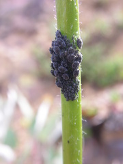 Aphis
