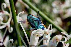 Castiarina grata