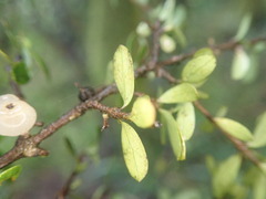Coprosma pedicellata
