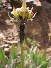 Aphis