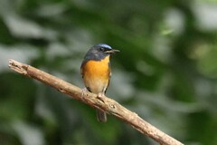 Cyornis glaucicomans