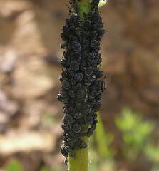 Aphis