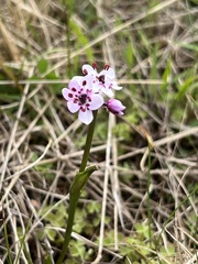 Wurmbea biglandulosa