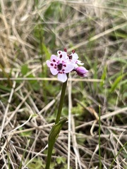Wurmbea biglandulosa
