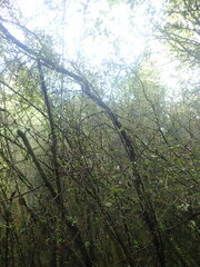 Coprosma pedicellata