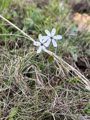 Wurmbea biglandulosa