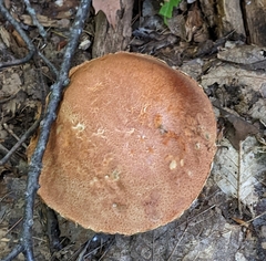 Aureoboletus russellii