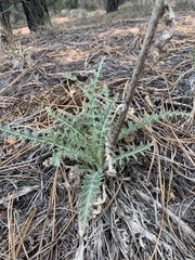 Cirsium arizonicum