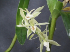 Epidendrum mixtum