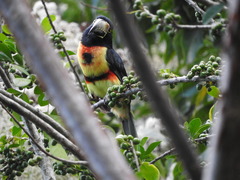 Pteroglossus torquatus