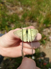 Colias philodice eriphyle