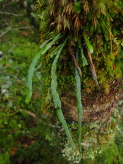 Notogrammitis angustifolia nothofageti