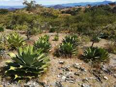 Agave cupreata