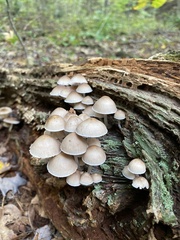 Mycena galericulata