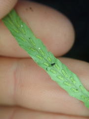 Notogrammitis angustifolia nothofageti