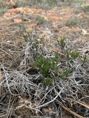 Solidagininae
