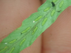 Notogrammitis angustifolia nothofageti