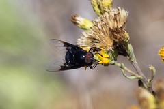 Copestylum violaceum