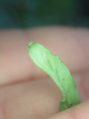 Notogrammitis angustifolia nothofageti