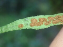 Notogrammitis angustifolia nothofageti