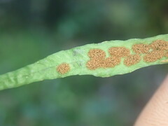 Notogrammitis angustifolia nothofageti