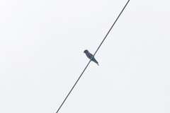 Eurystomus orientalis