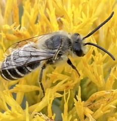 Colletes