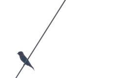 Eurystomus orientalis