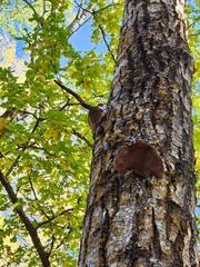 Phellinus tremulae