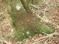 Hymenophyllum minimum