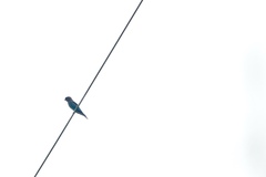 Eurystomus orientalis