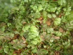 Hymenophyllum minimum