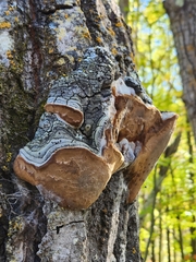 Phellinus tremulae