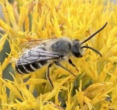Colletes