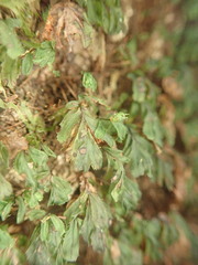 Hymenophyllum minimum