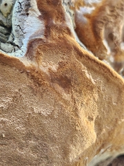 Phellinus tremulae